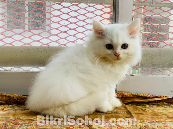 Traditional persian